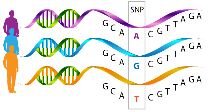 An up close image of the single nucleotide polymorphisms for 3 individuals